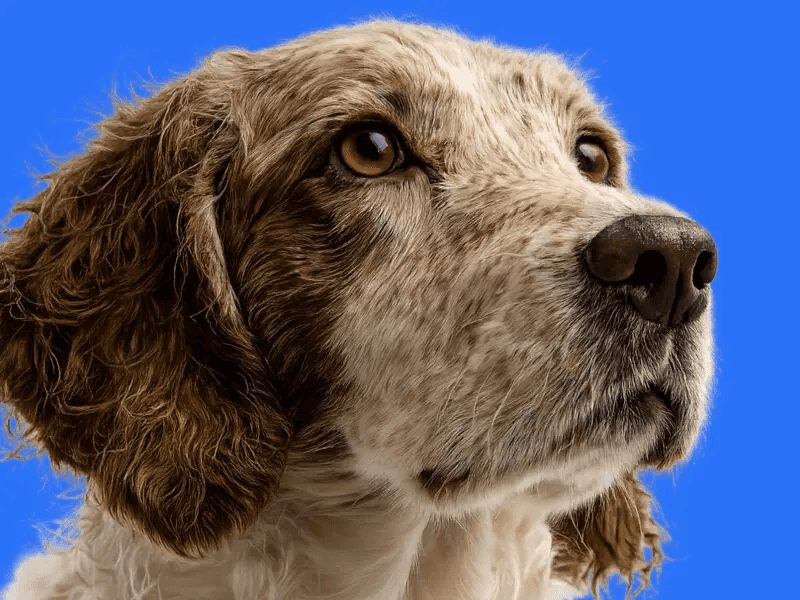 Owner tracking pet symptoms